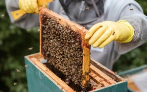 Pčelarstvo zaštitno odelo