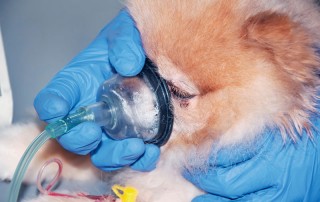 Terapija kiseonikom za pse