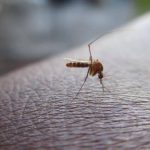Kako se odbraniti od letnjih napasti Komarac na koži