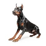 Da li je doberman dobar kućni ljubimac ili opasan pas? doberman