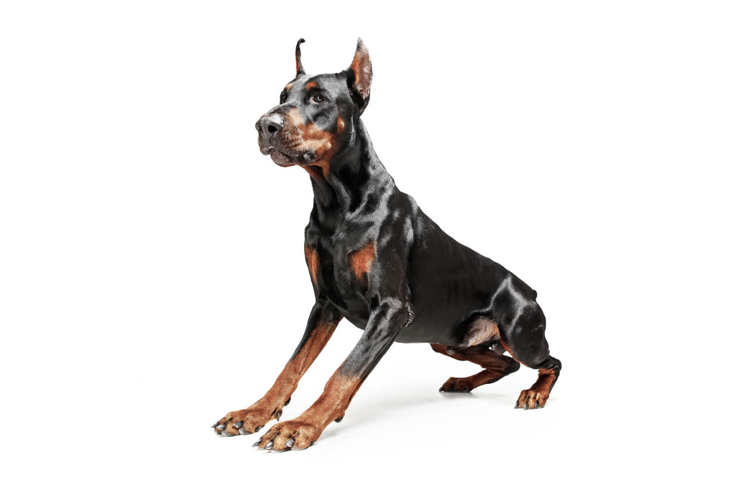 doberman