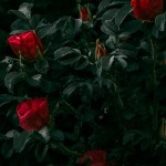 SupstratiMaki-Priprema za prolećnju sadnju ruža